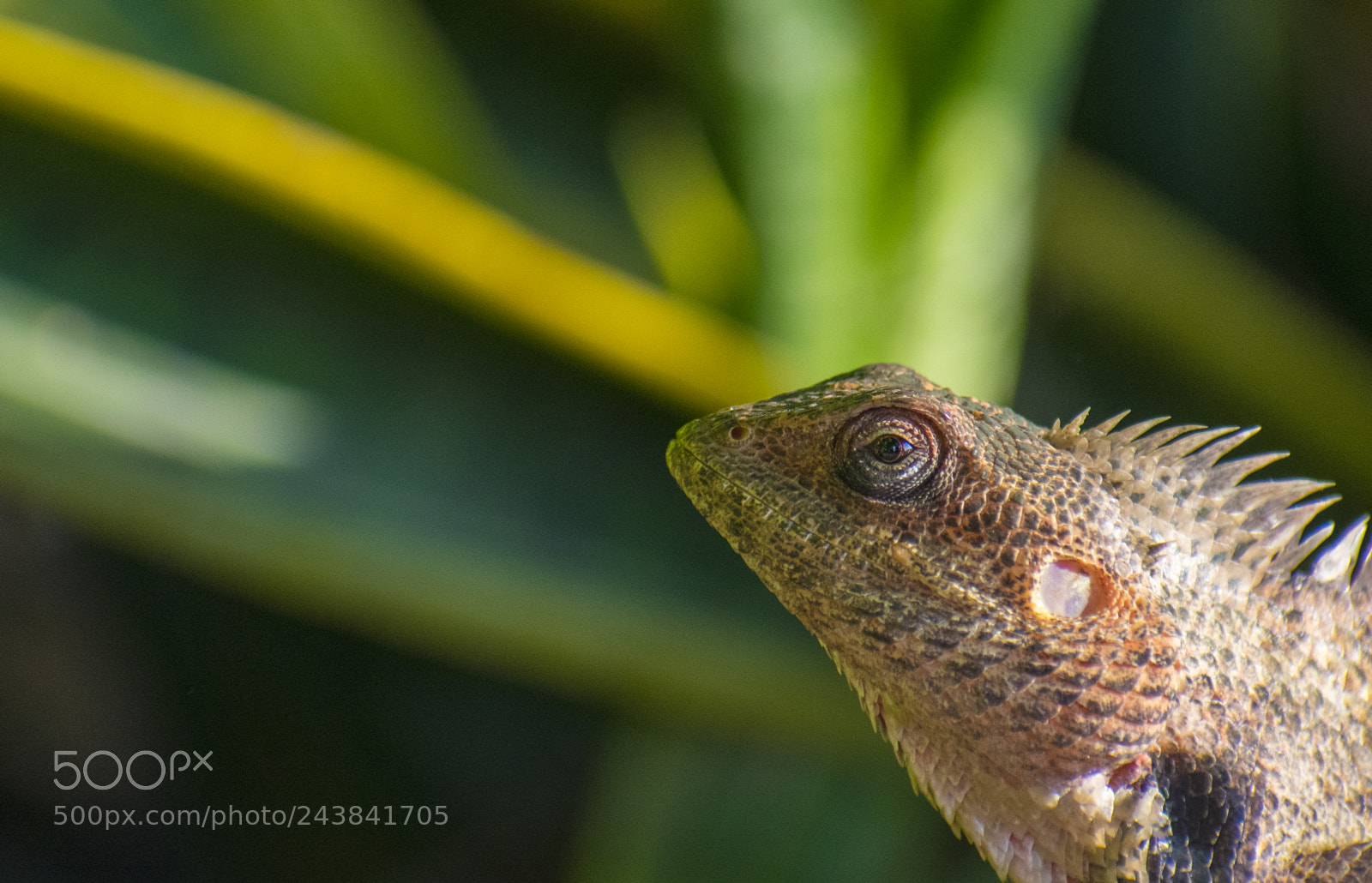 Nikon D3400 sample photo. Wild-eye photography