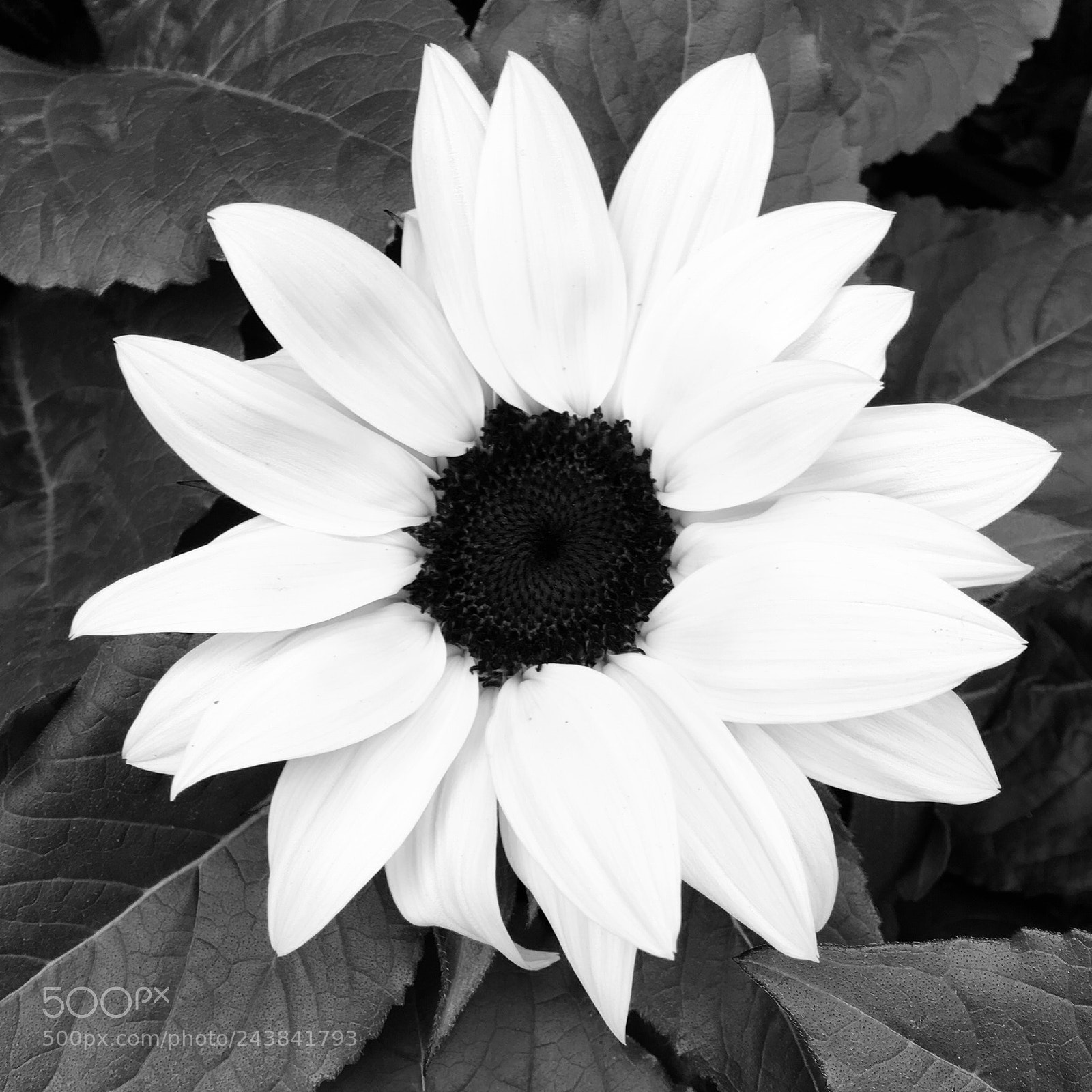 Apple iPhone SE sample photo. Sunflower photography
