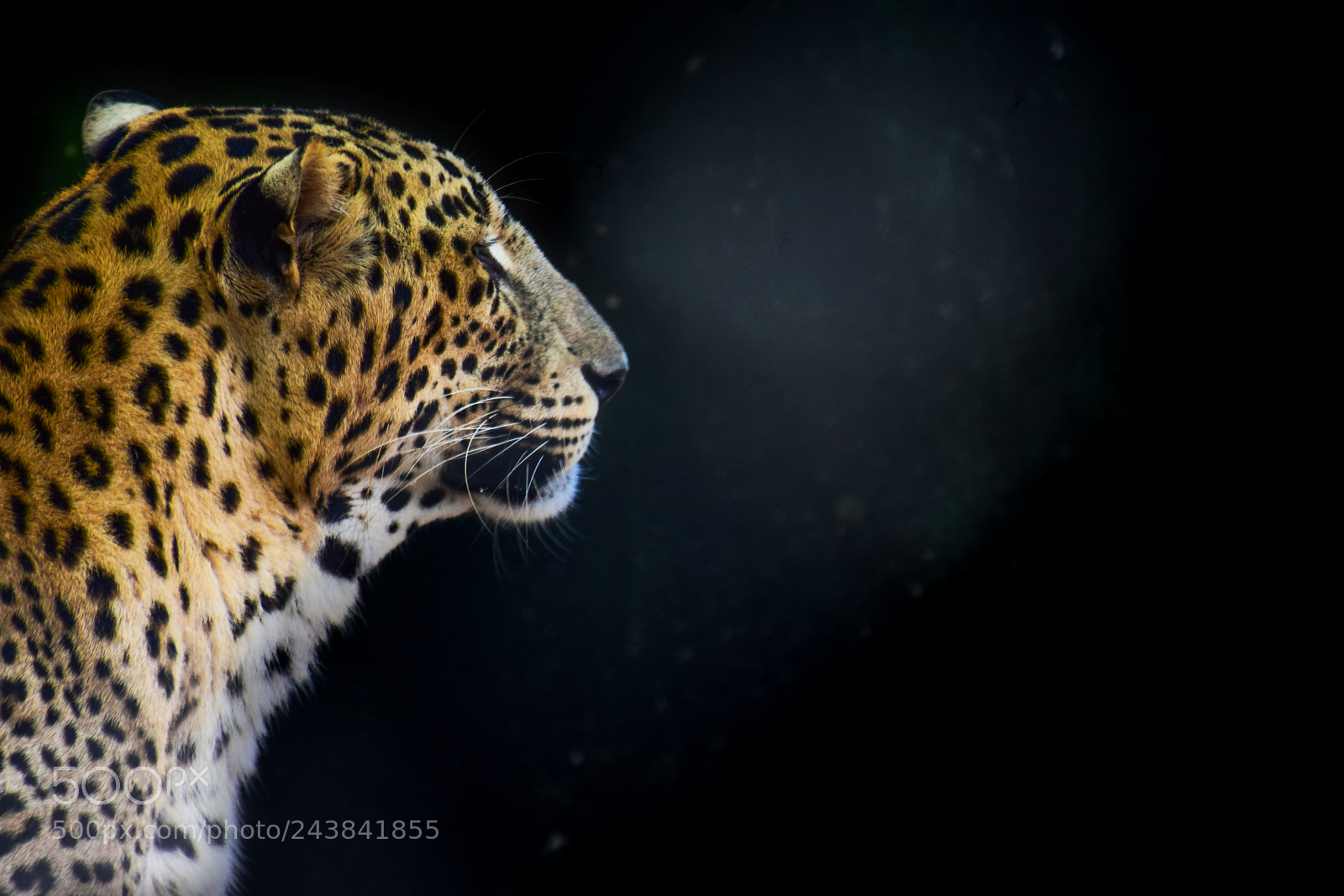 Nikon D3400 sample photo. Leopard photography