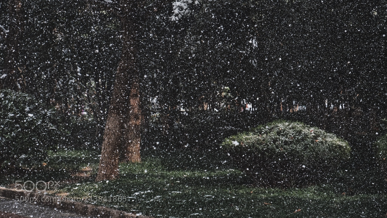 Fujifilm X-T2 sample photo. It's snowing photography
