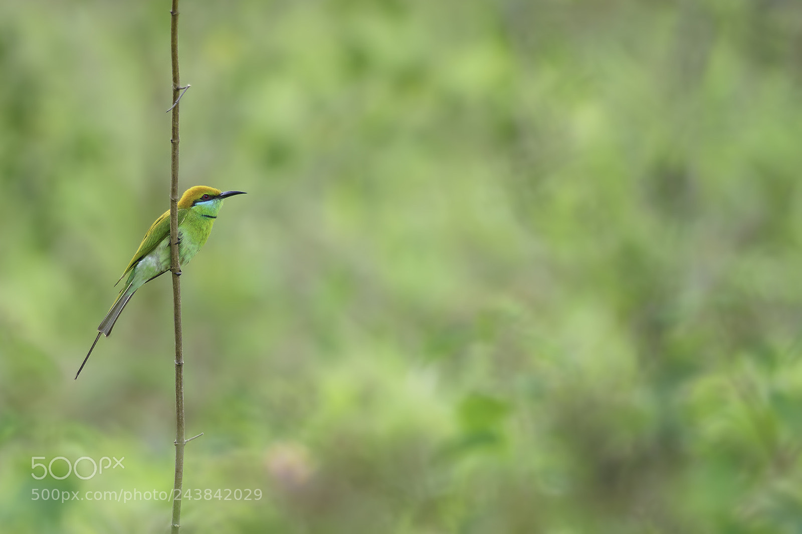Olympus OM-D E-M1 Mark II sample photo. Thailand | little green bee-eater photography