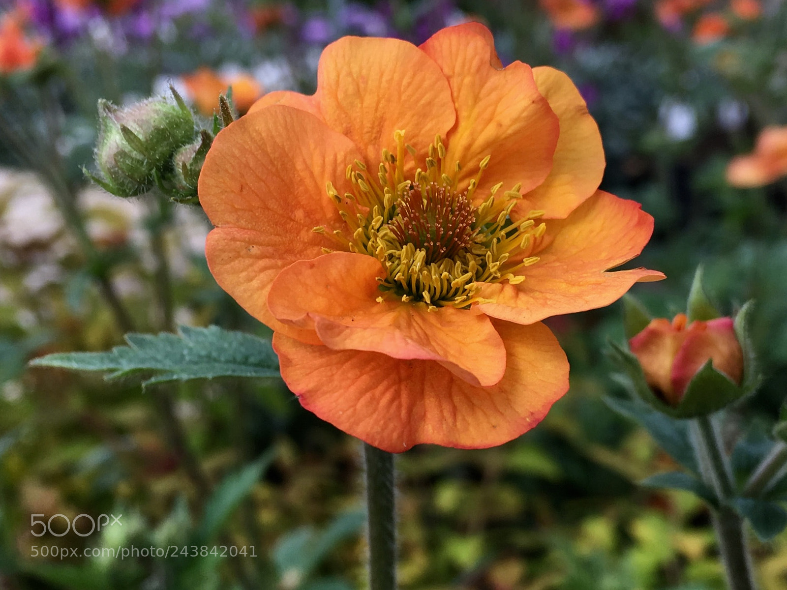 Apple iPhone SE sample photo. Geum photography