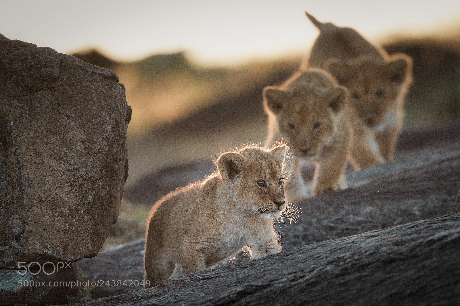 Nikon D4 sample photo. Cubs photography
