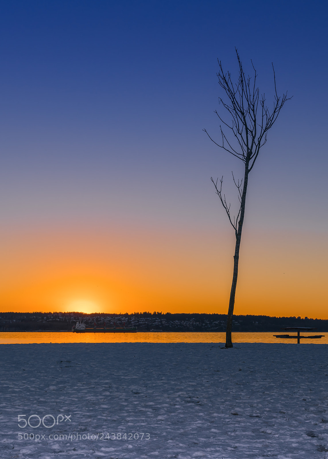Sony a7R II sample photo. Tree on beach with photography
