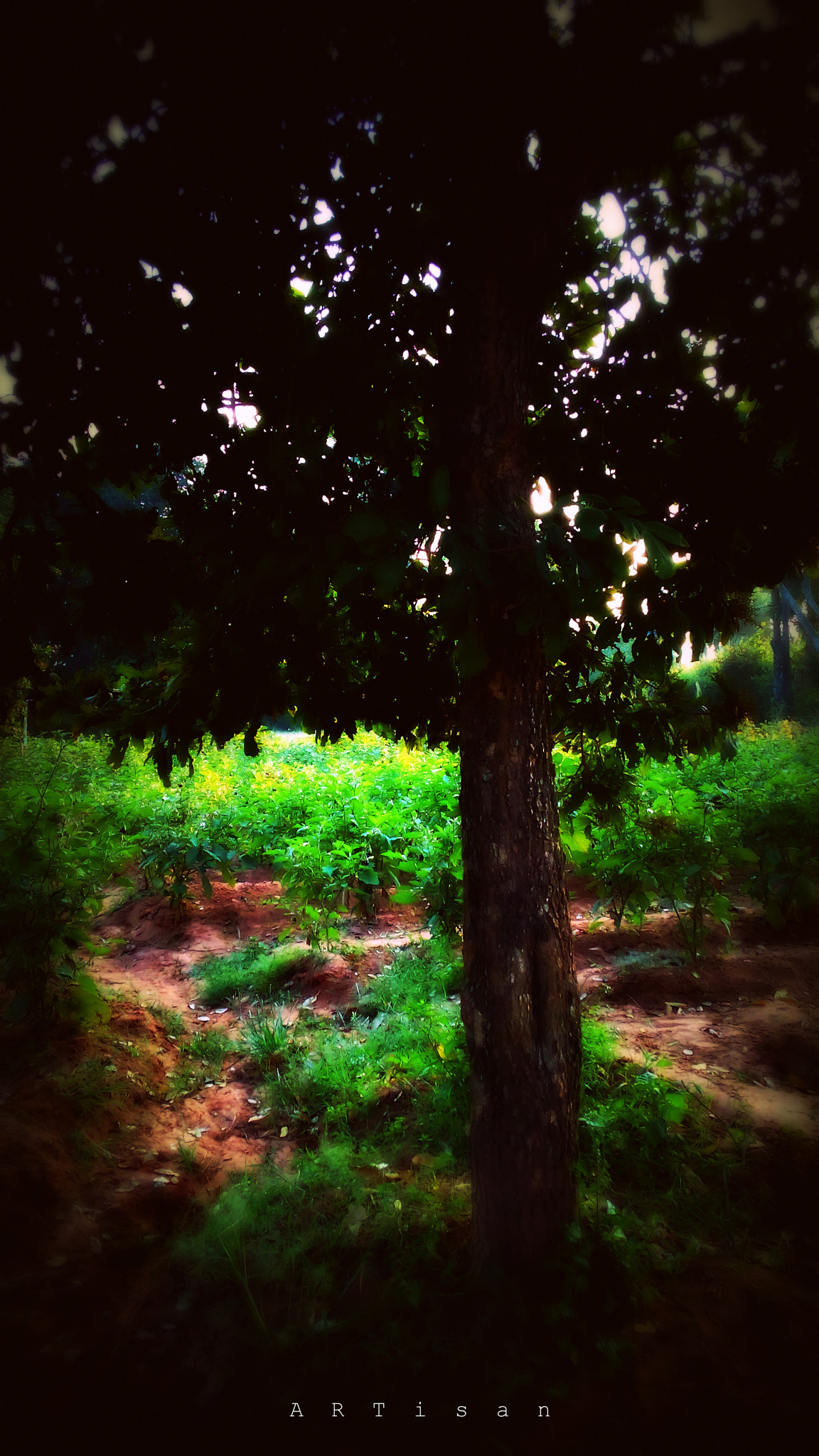 Micromax Canvas Spark sample photo. The tree photography