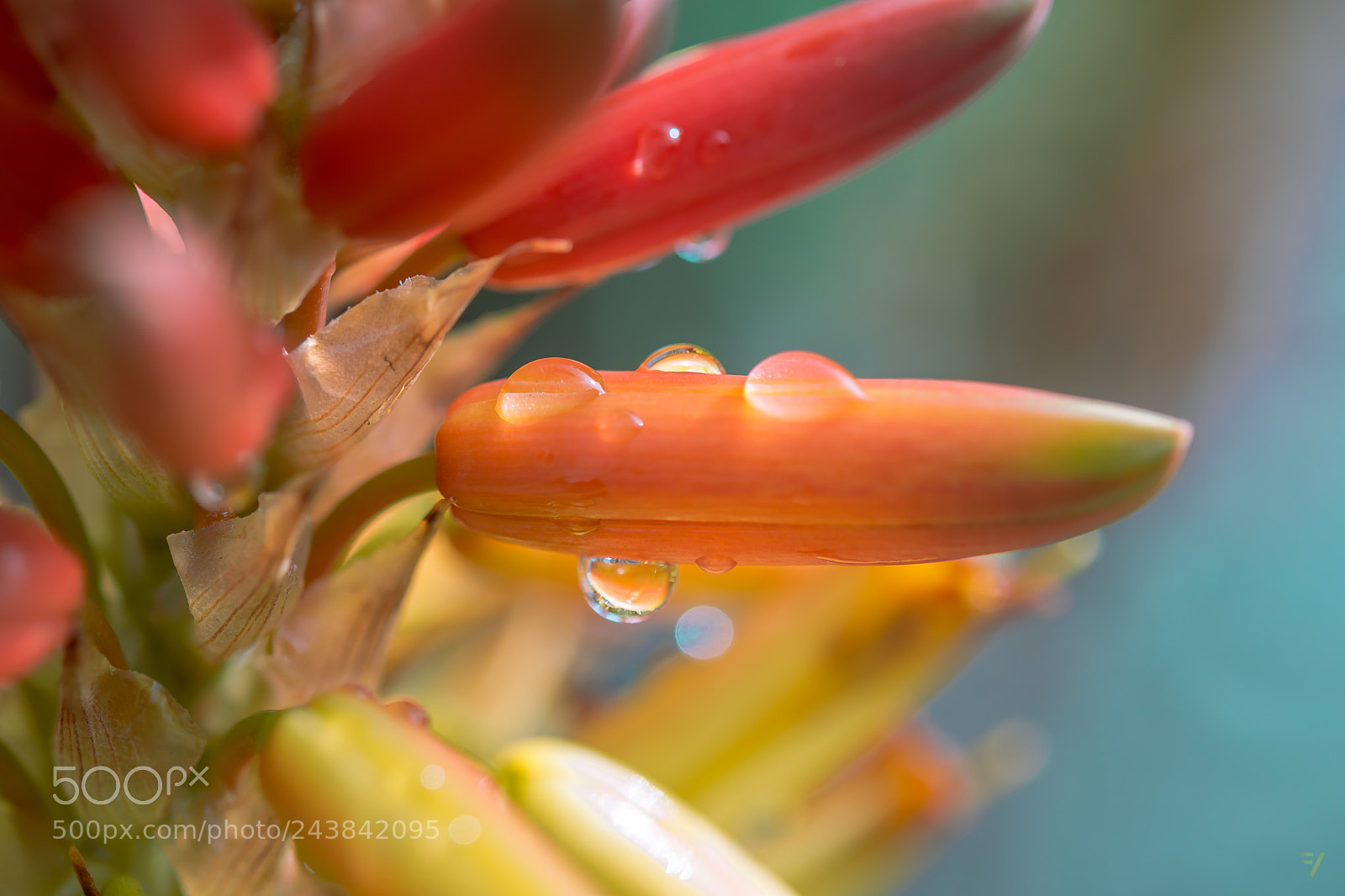 Nikon D7200 sample photo. Morning dew photography