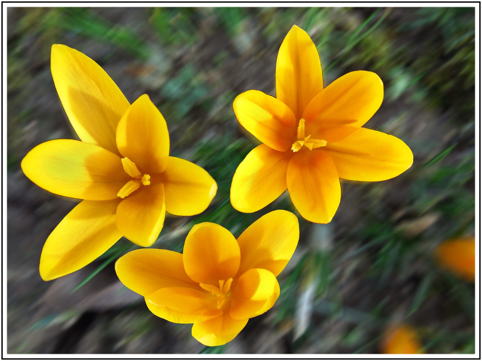 Nikon Coolpix S6500 sample photo. Premiers crocus saison 2018 photography