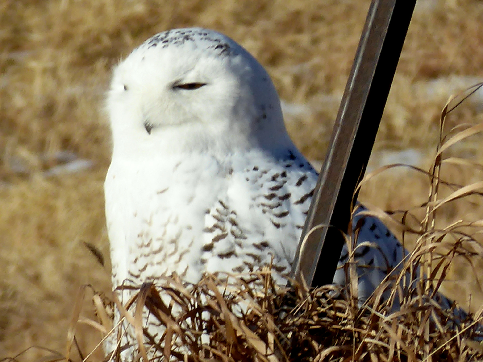 Panasonic Lumix DMC-ZS50 (Lumix DMC-TZ70) sample photo. Snowy owl photography