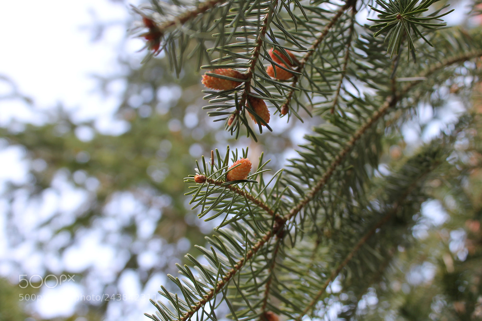 Canon EOS 1100D (EOS Rebel T3 / EOS Kiss X50) sample photo. Waiting for spring photography