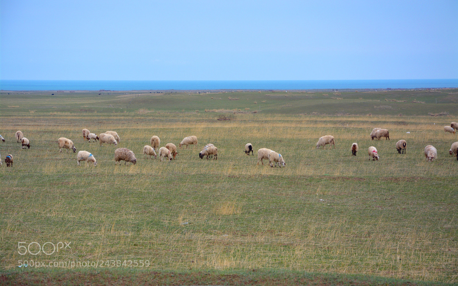 Nikon D7100 sample photo. Flock of sheep photography