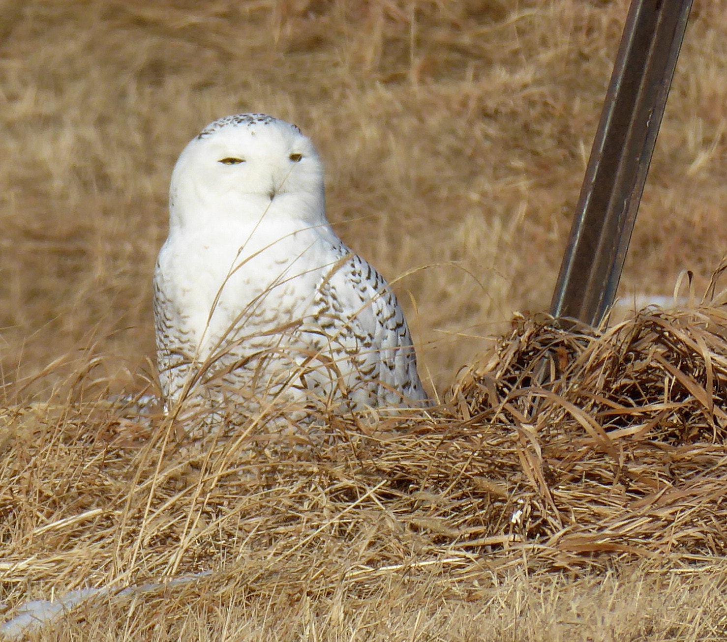 Panasonic Lumix DMC-ZS50 (Lumix DMC-TZ70) sample photo. Snowy owl photography