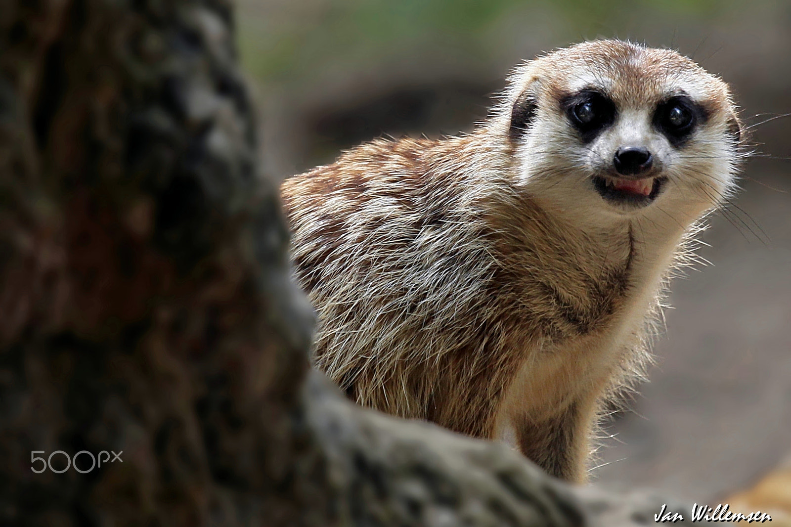 Canon EF 100-400mm F4.5-5.6L IS USM sample photo. Meerkat photography