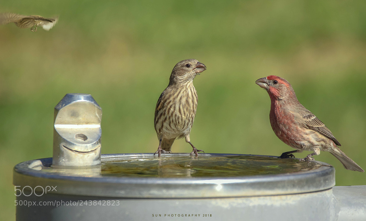 Canon EOS 7D Mark II sample photo. House  finch pair photography