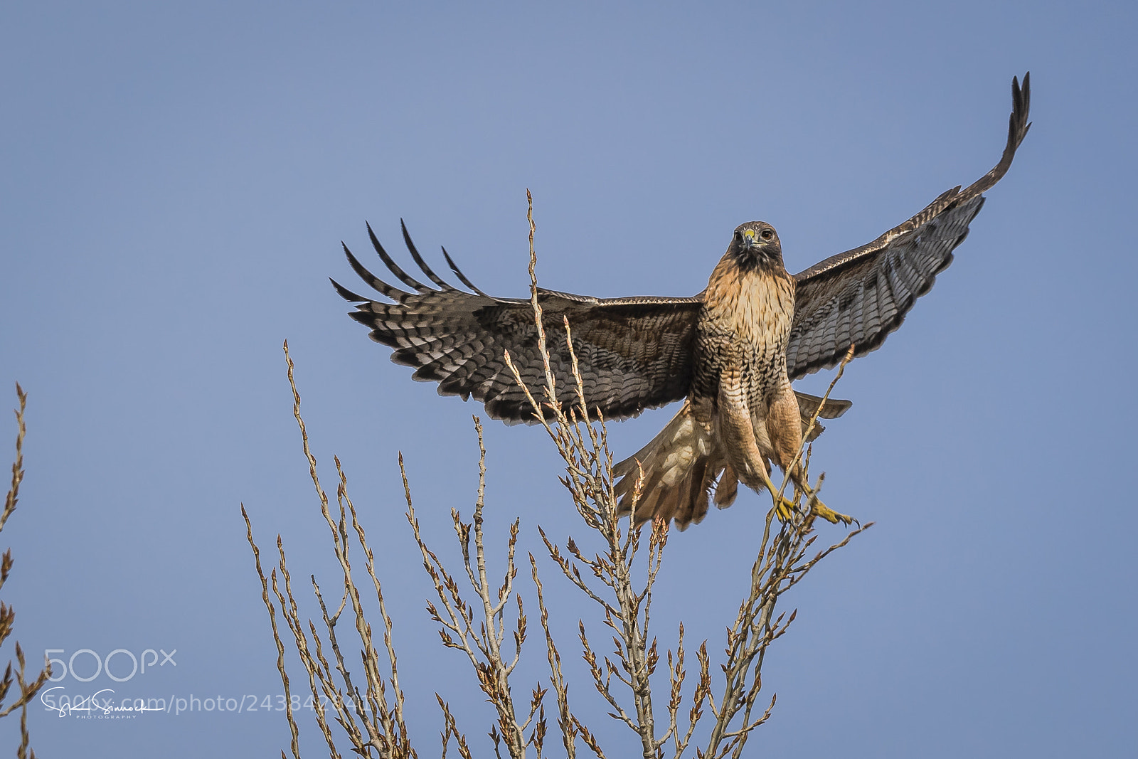 Nikon D850 sample photo. Red tail hawk photography