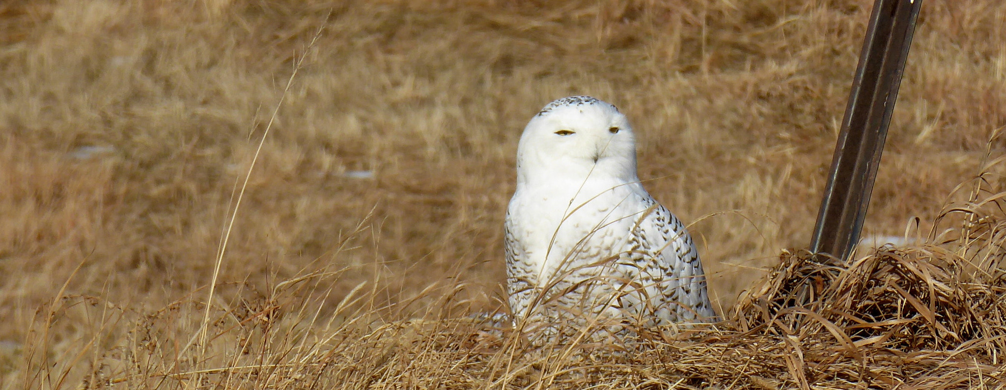 Panasonic Lumix DMC-ZS50 (Lumix DMC-TZ70) sample photo. Snowy owl photography