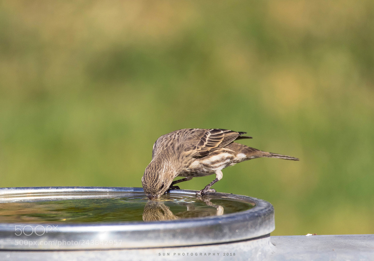 Canon EOS 7D Mark II sample photo. House finch photography