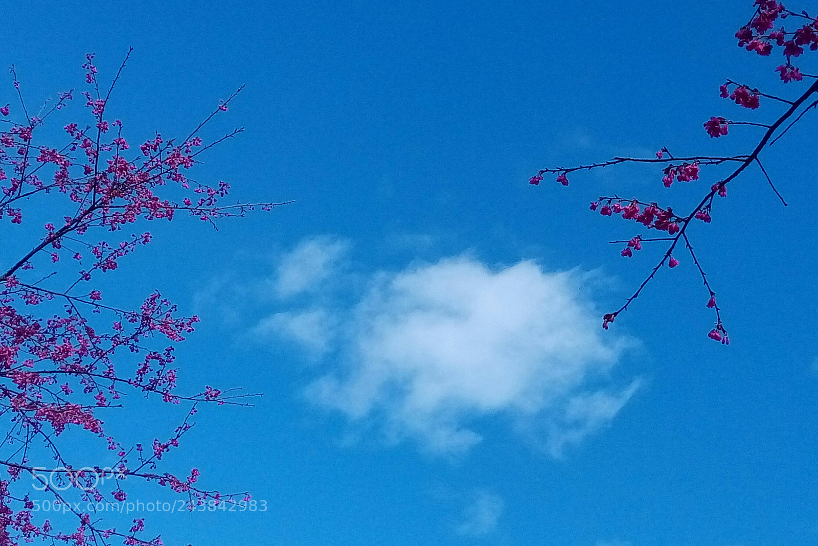 HTC D728X sample photo. 春櫻綻放/白雲聚首/短暫相逢/總因有緣 photography