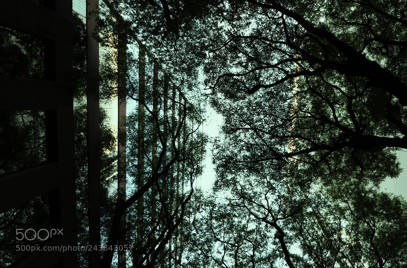 Canon EOS 750D (EOS Rebel T6i / EOS Kiss X8i) sample photo. Mirrors of trees photography