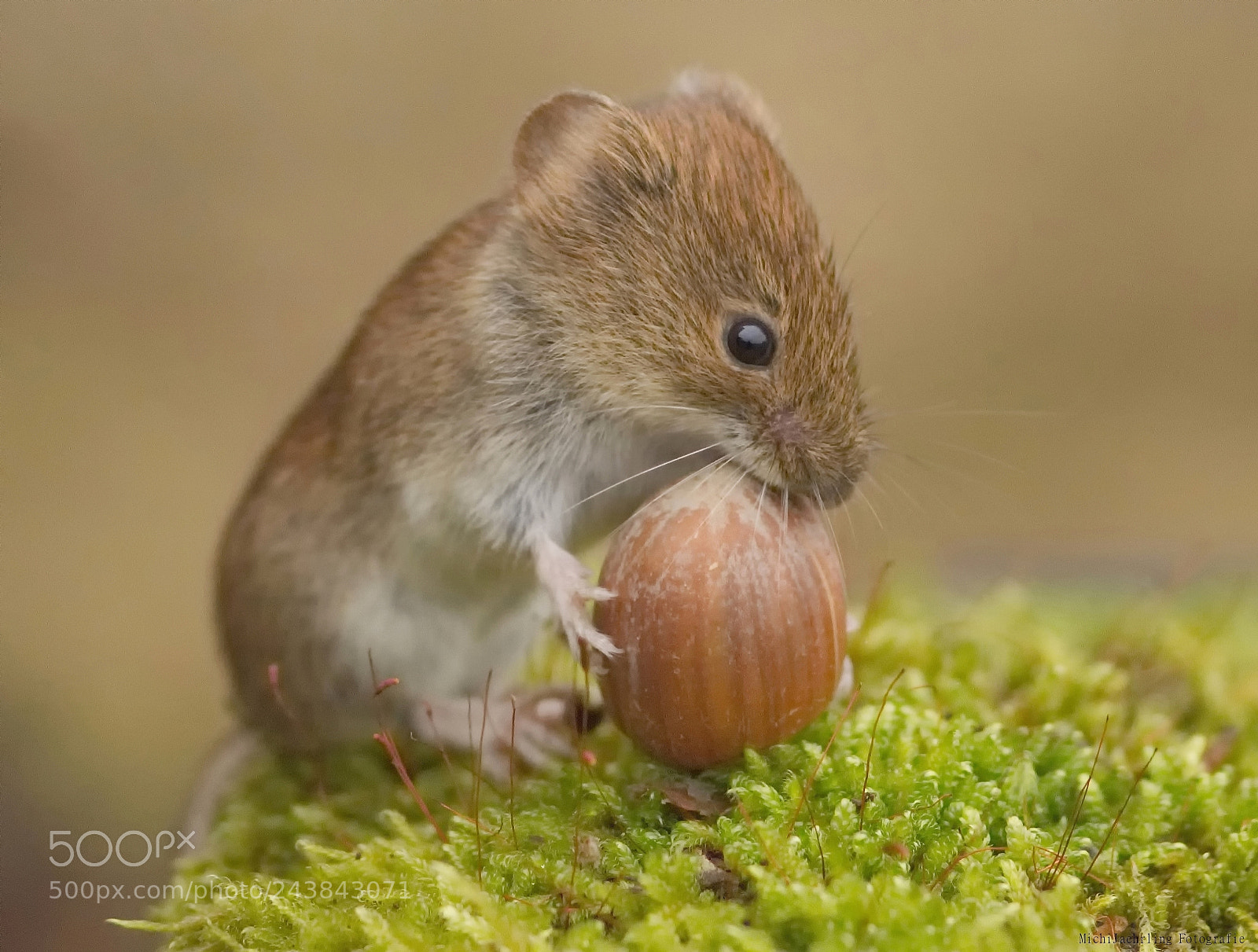 Nikon D7200 sample photo. Mouse finn-junior i love photography