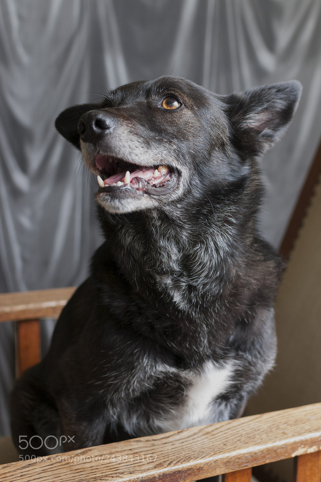 Nikon D300 sample photo. Johnny looking sweet photography