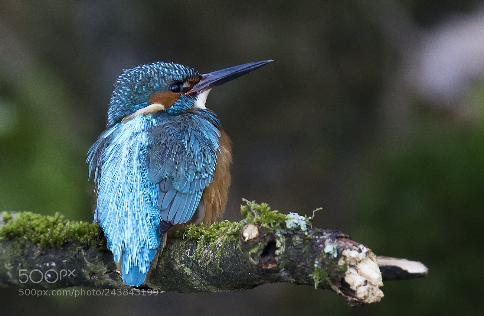 Canon EOS-1D X sample photo. Kingfisher photography
