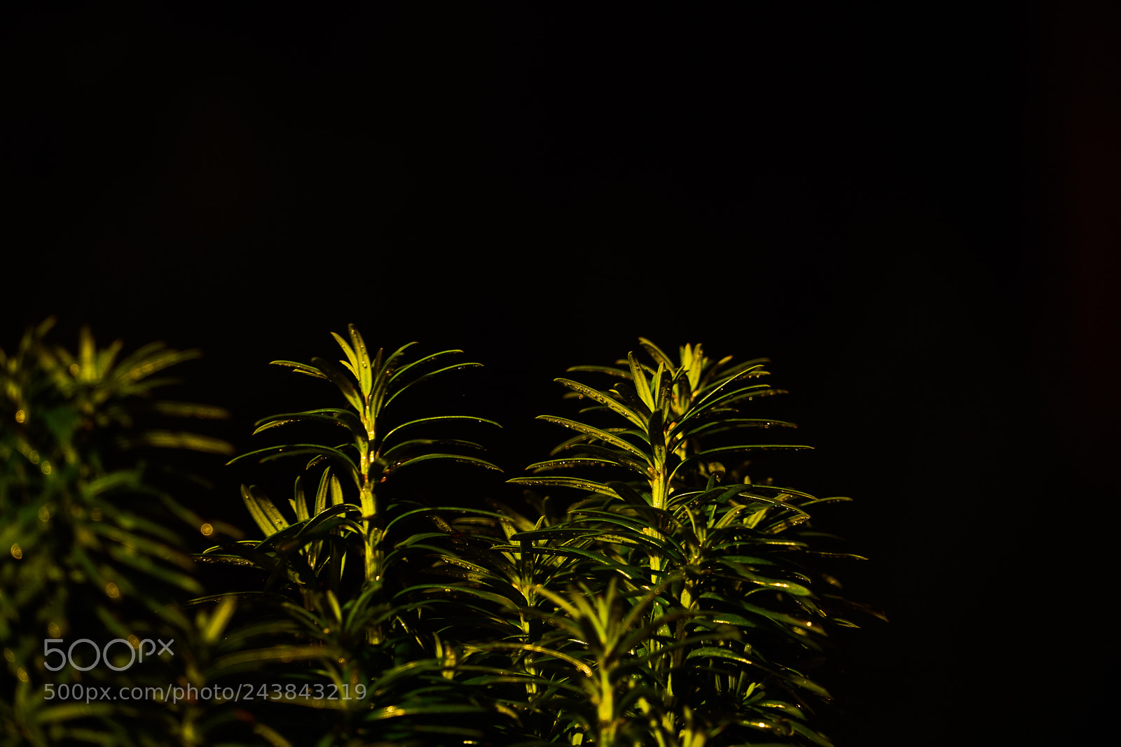 Sony a7 II sample photo. Night photography