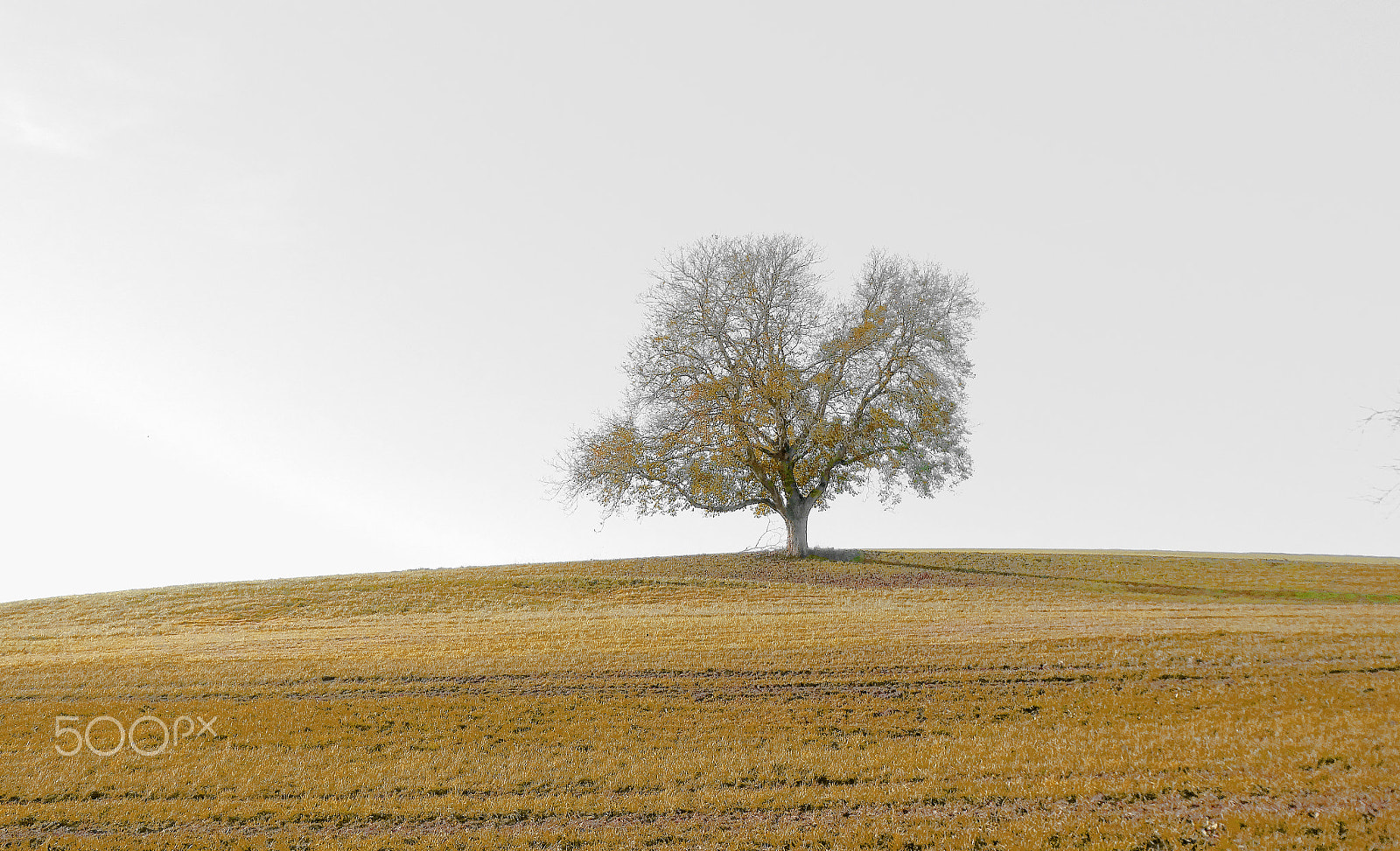Panasonic DC-TZ91 sample photo. Affinity der baum photography