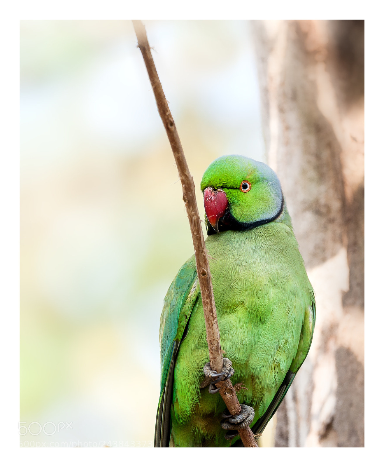 Nikon D700 sample photo. || rose-ringed parakeet || photography