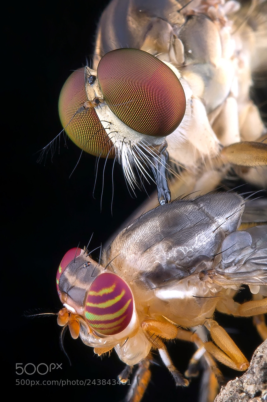 Canon EOS 60D sample photo. Robberfly eating photography