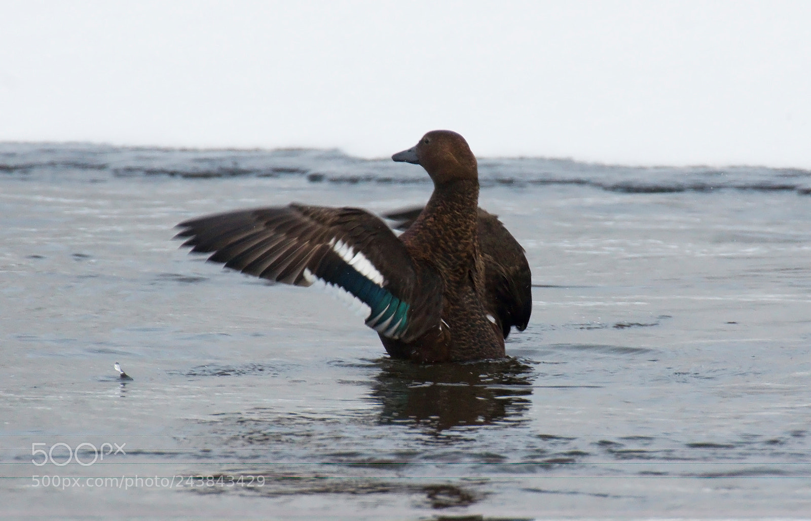Pentax K-3 II sample photo. Steller's eider photography