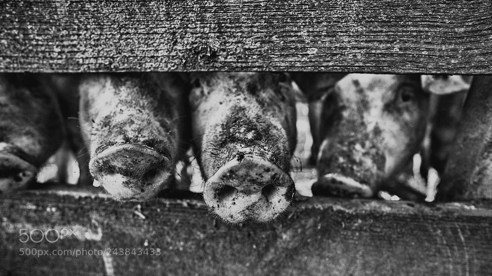 Sony a7 II sample photo. The 3 little pigs photography