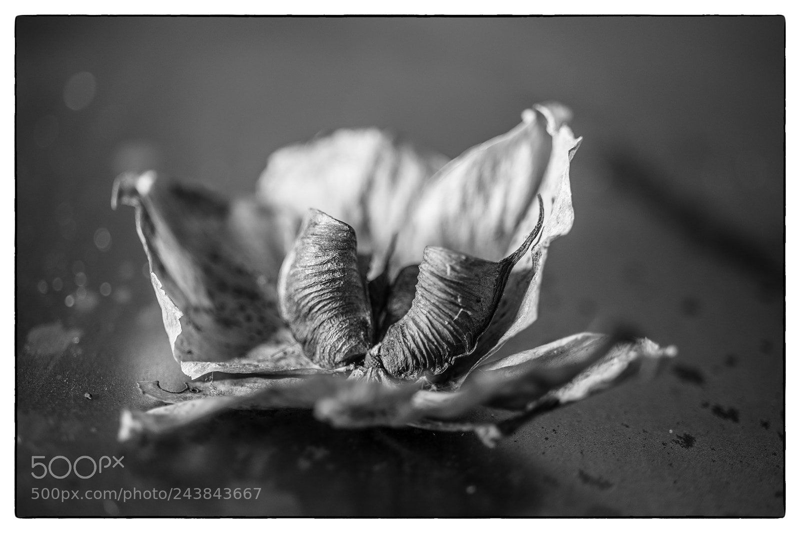 Sony a7 sample photo. Hellebore seeds photography