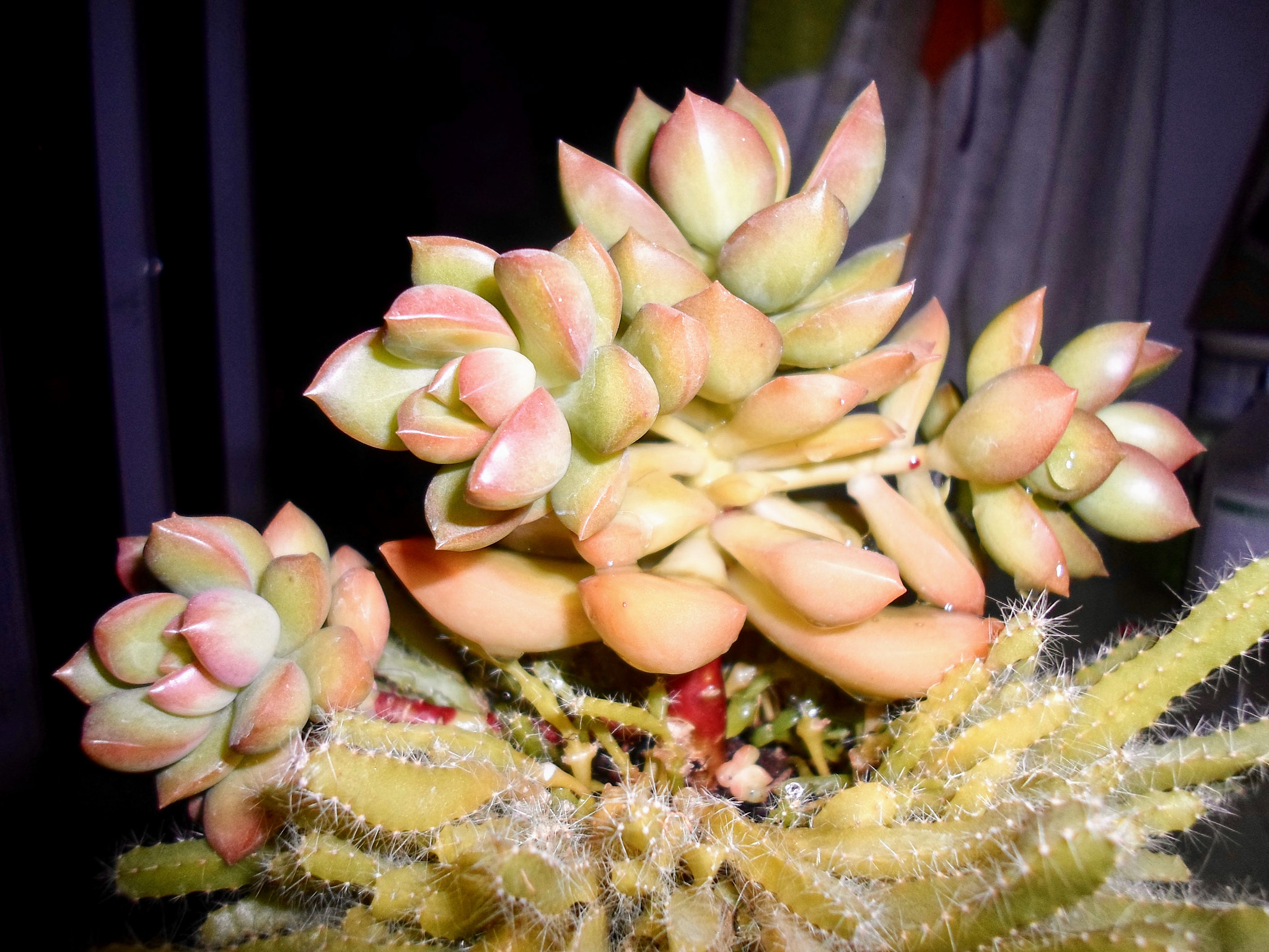 Samsung ST77 / ST79 sample photo. Succulents - sen Đá cam photography