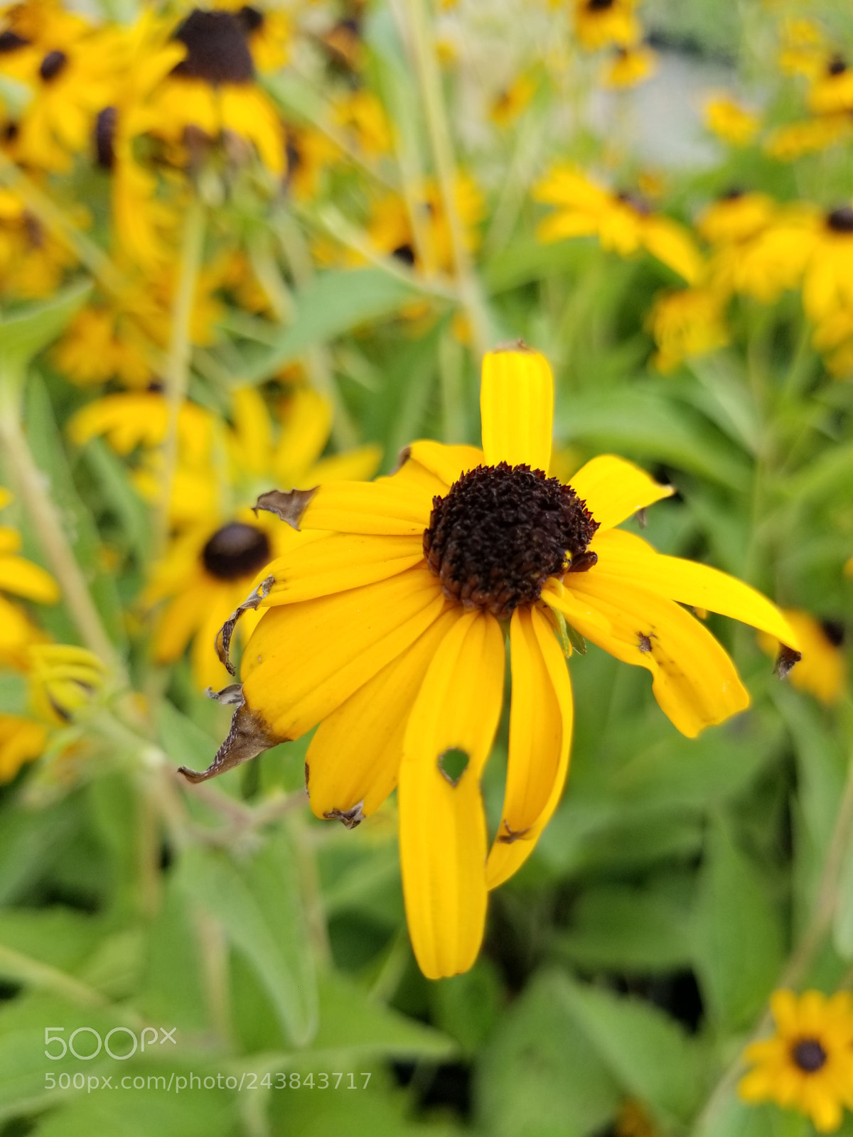 Samsung Galaxy S8+ sample photo. Untitled photography