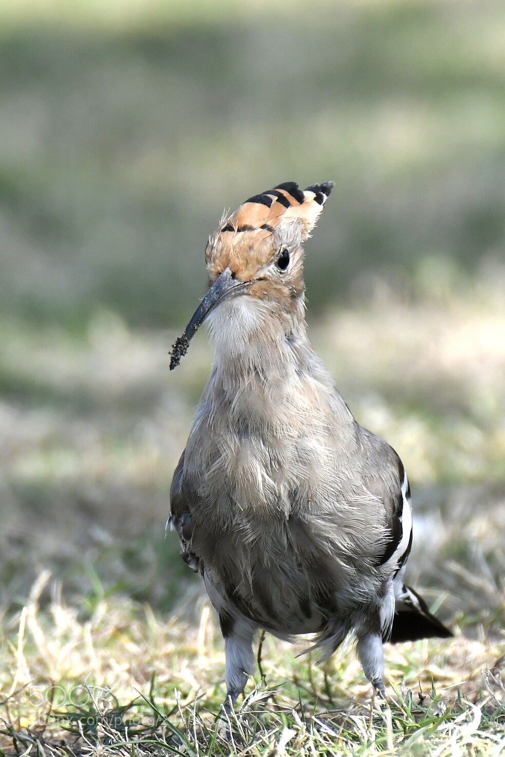 Nikon AF-S Nikkor 200-500mm F5.6E ED VR sample photo. Hoopoe photography