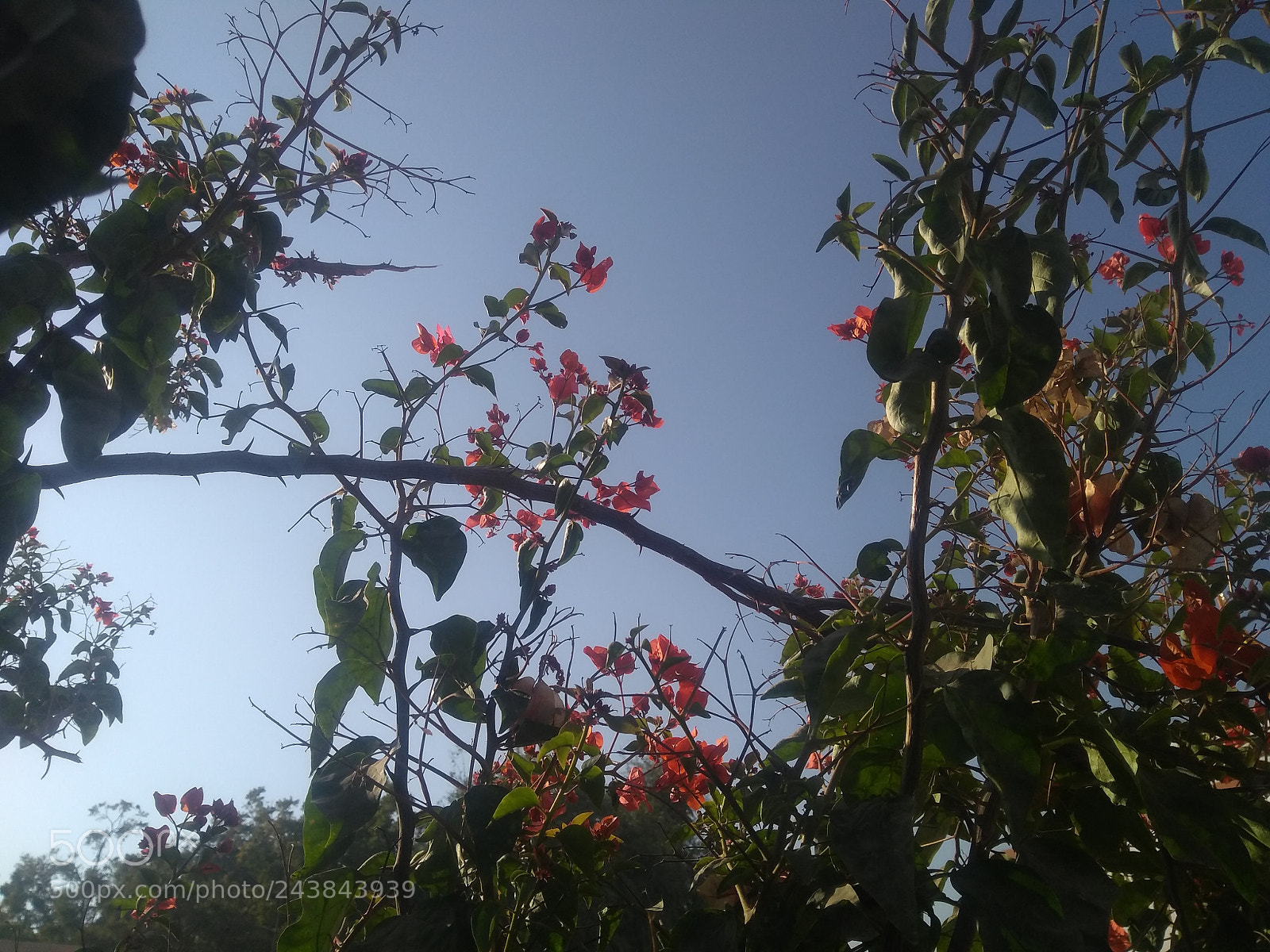 Motorola Moto G (5S) Plus sample photo. Begun photography