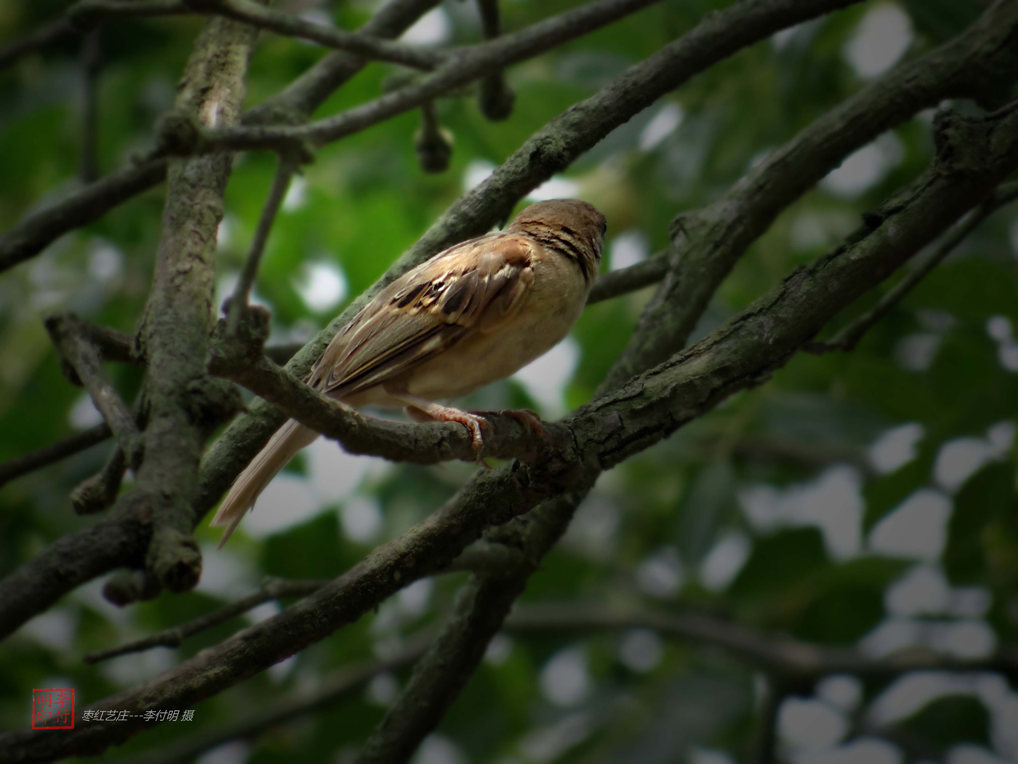 Sony DSC-HX200 sample photo. 【莫拍我】李付明 摄 photography