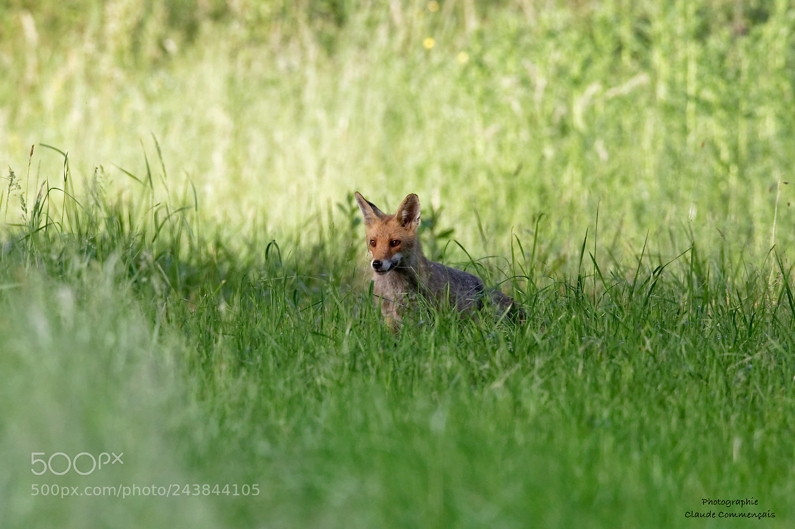 Canon EOS 7D Mark II sample photo. Maitre renard....................... photography