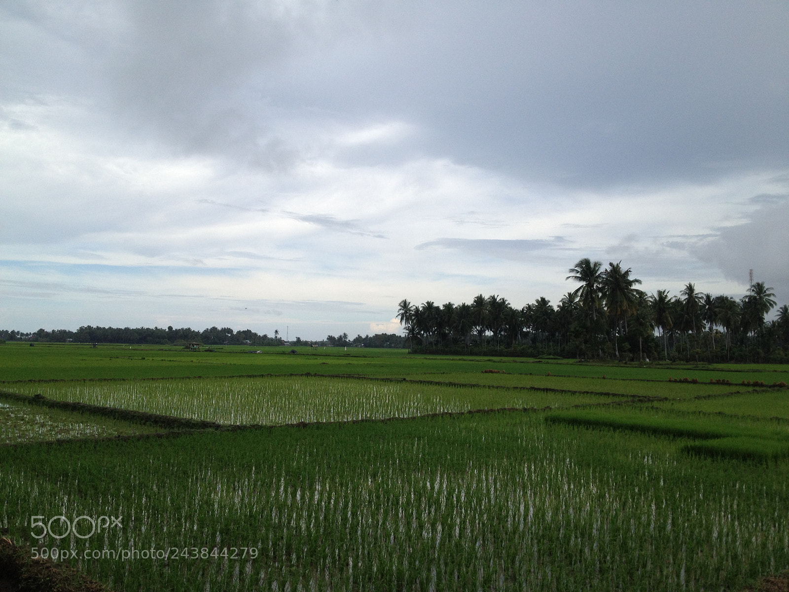 Apple iPhone 4S sample photo. 288.jpg photography