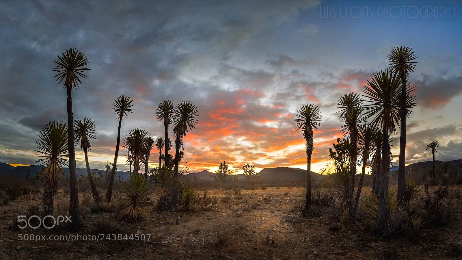 Nikon D5500 sample photo. Yuca palms at sunset photography