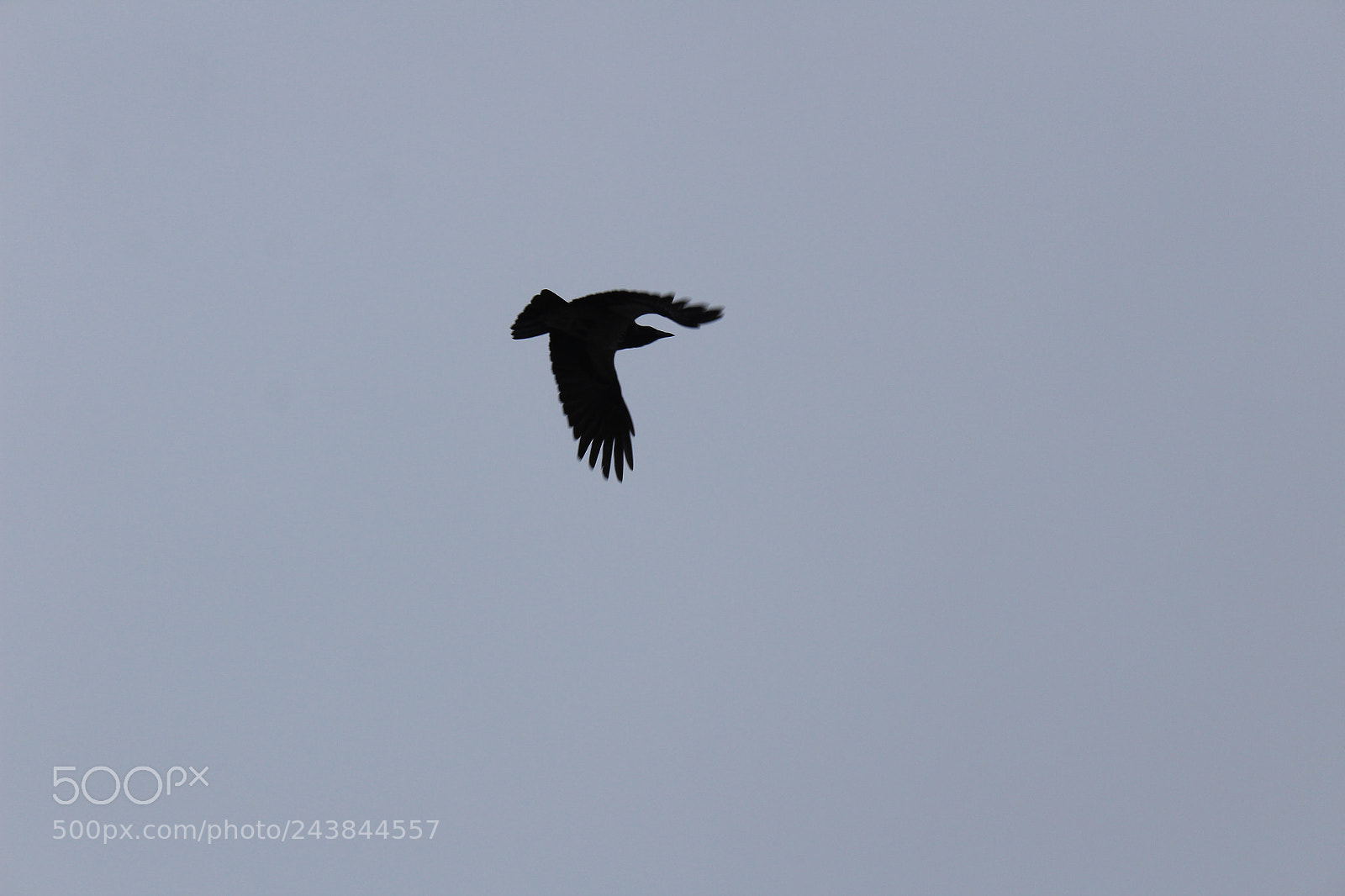 Canon EF-S 18-55mm F3.5-5.6 III sample photo. Black bird photography