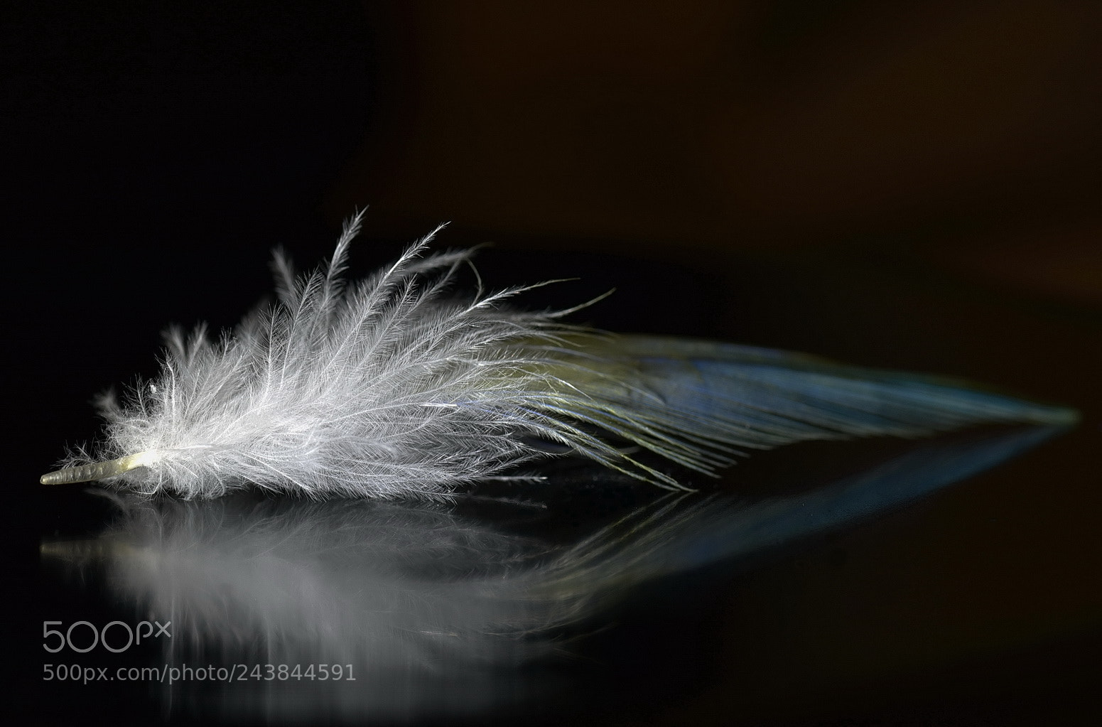 Nikon D7200 sample photo. Feather photography
