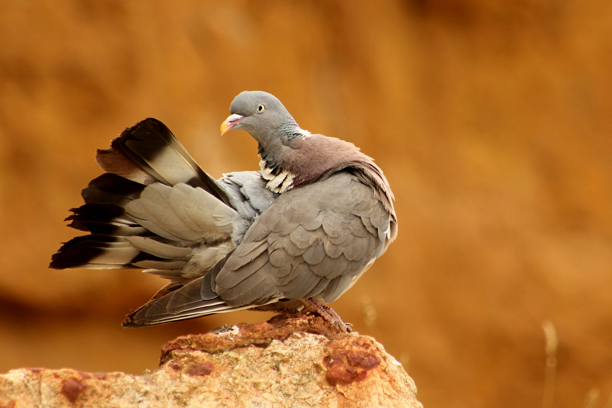 Canon EF 75-300mm f/4-5.6 USM sample photo. Common wood pigeon photography