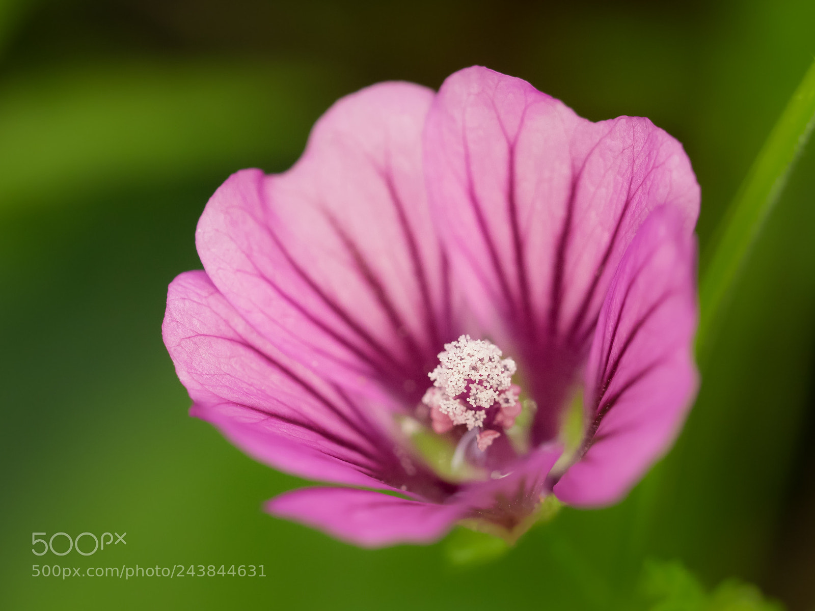 Olympus OM-D E-M1 sample photo. Malva sylvestris photography