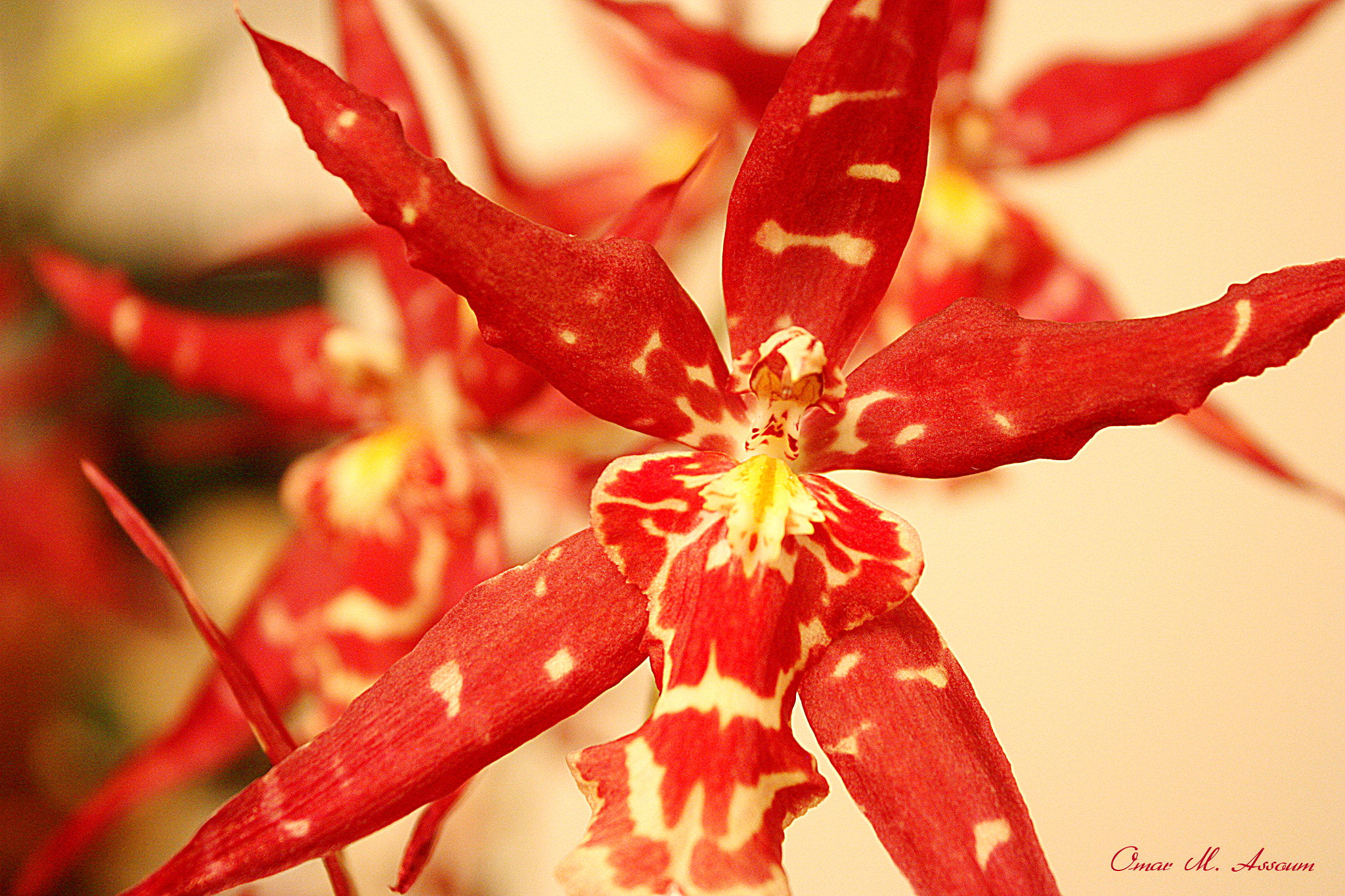 Canon EOS 450D (EOS Rebel XSi / EOS Kiss X2) sample photo. Odontioda orchid photography