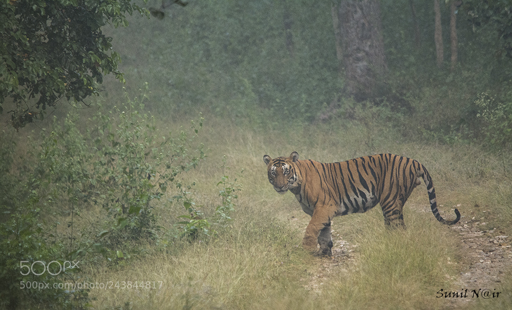 Nikon D7100 sample photo. Nanjikatte male photography