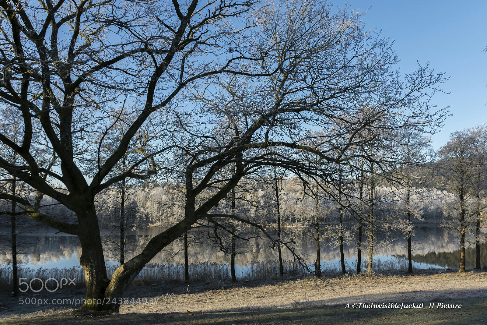 Canon EOS 7D Mark II sample photo. A winters day photography