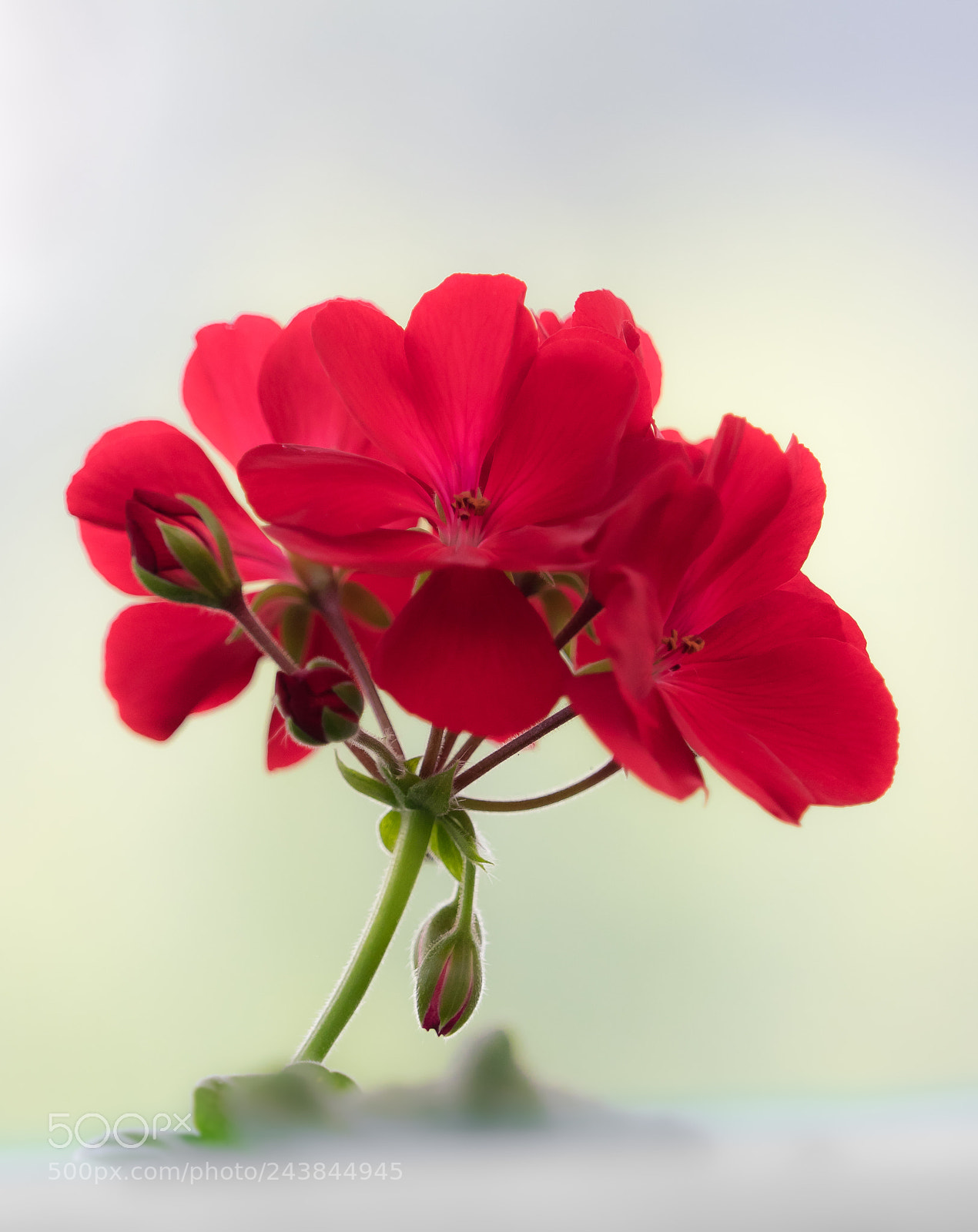 Olympus OM-D E-M1 sample photo. Red flower photography