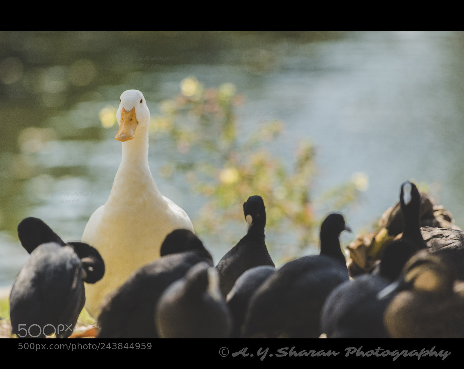 Pentax K-50 sample photo. Gather around please... photography