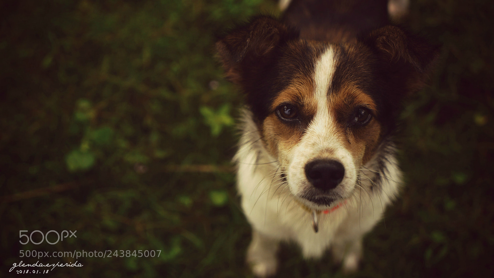 Sony a7R II sample photo. Jerky beef stick please... photography
